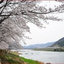 4.2 (토) 섬진강 벚꽃길 이미지