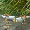 나무물고기 이미지