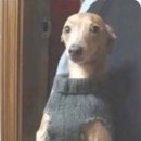 우아한강아지 이미지