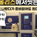 올리스 24 펫택시 네이버블로그