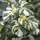 이레가든 이미지