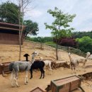 피콕빌리지 펜션 이미지