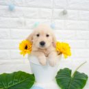 어서와 댕댕아 이미지