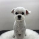 뽀그리독 이미지