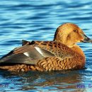 [미기록종] King Eider (Somateria spectabilis) 이미지