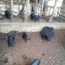 홍길동 농장 이미지