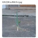 해래나