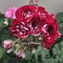 달의 꿈 이미지