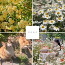 장미꽃사이로 | 남해 카페 추천, 4월엔 목향장미 5월엔 데이지가 예쁜 안화