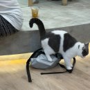 🇹🇭치앙마이 한달살이(3)
