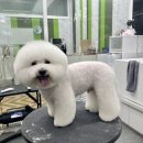 숑숑 그루밍 이미지