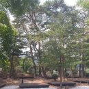 개미들솔향기야영장 이미지