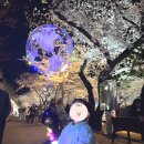 진해여중옆 | [창원] 37개월 아기와 진해군항제 - 여좌천 로망스다리 &amp; 경화역 벚꽃터널 벚꽃기차 &amp; 안민고개 벚꽃...