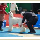 카사노바에리켄넬 이미지