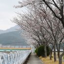 거제시둔덕면보건지소 | 상춘객의 숨은 명소: 둔덕천 유채꽃과 벚꽃의 이중주