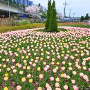 낙동강관리본부 화명생태공원 11 | 부산 튤립 명소 I 화명생태공원에서 즐긴 뚜벅이 커플 봄 산책