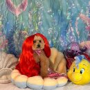 까꼬노라 이미지