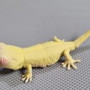 알비노랩 이미지