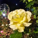 장미로38번길 이미지