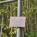오죽헌 | [강릉 여행 필수코스 오죽헌 후기] 입장료, 할인정보, 볼거리 총정리