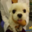 Dr.DOG 동물의료센터 이미지