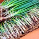 닭키우는 회장님 이미지