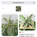 호야쥬얼리 이미지