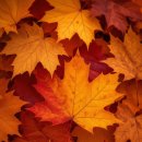 순천만 힐링 이미지