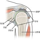에이 설마.. 20대인 내가 오십견? 원인과 증상, 예방법까지!