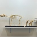 한 동물병원 | 서귀포 동물병원 추천 | 정든 동물병원 | 후기 (피부)