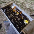 삼일포장 | 울진 후포 맛집 삼일별채 | 후포정 모둠김밥 포장 후기
