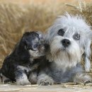 댄디애견 이미지