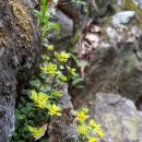 천마약국 이미지