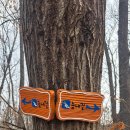 늠내길 1코스 숲길 이미지