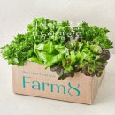 하북2길 | 팜에이트 무농약 샐러드 추천 유러피안 샐러드 꾸러미 내돈내산 후기