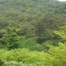 김삿갓면-0 이미지