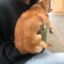 모라동물병원 | 모라동물병원 치료후 한달후기/슬개골탈구 한방치료후기/슬개골탈구 꼭 수술해야할까요?
