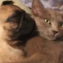 멍멍이PC 이미지