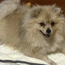 어메이징펫 이미지