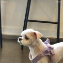 집에서도 간단히 반려견 미용 이미지