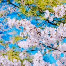 씨유 주문진중앙으뜸점 | 강릉 벚꽃축제 개화시기 명소 경포대 가볼만한곳 여행코스