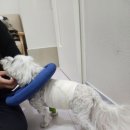 아빠 동물병원 이미지