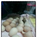 길원농장 이미지