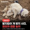 [동물학대] 어린 개 ‘자유’를 죽게한 김제 밭지킴이 개 방치 사건 검찰 송치 이미지