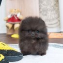 유앤미펫 고양이분양 강아지분양 인천본점 이미지