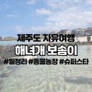 GS25성덕용광점 | 제주도 월정리 동물농장 해녀개 강아지 보솜이와 바다 산책