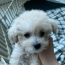 멍언니 쌀롱 이미지