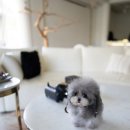 우아퍼피 이미지