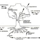 93-1-10 식물복원공정(Phytoremediation) 이미지