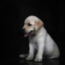 리버동물의료센터 이미지